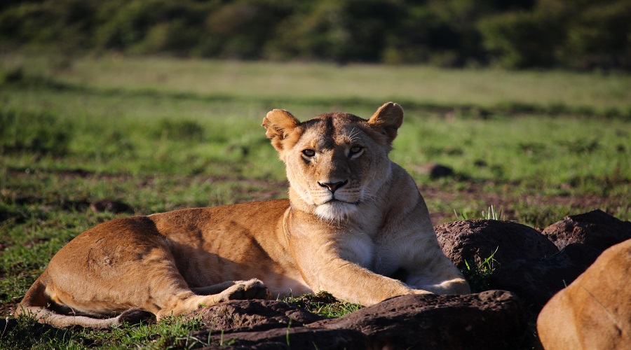 Discover Tanzania Wildlife Paradise